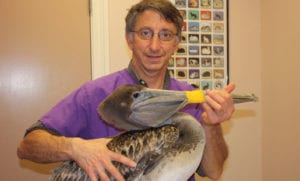Gregory Rich DVM with a pelican