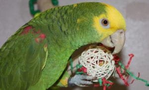 Green and yellow bird playing with a toy