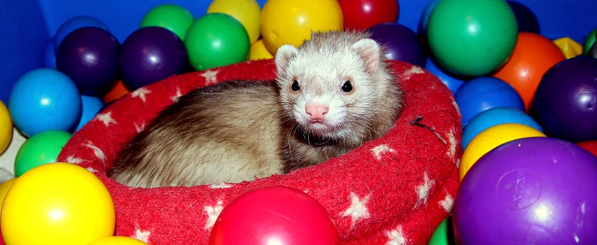 ferret surrounded by plastic balls