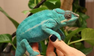 Green chameleon being held