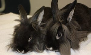 Two black rabbits