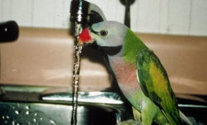 Bird drinking water from a faucet