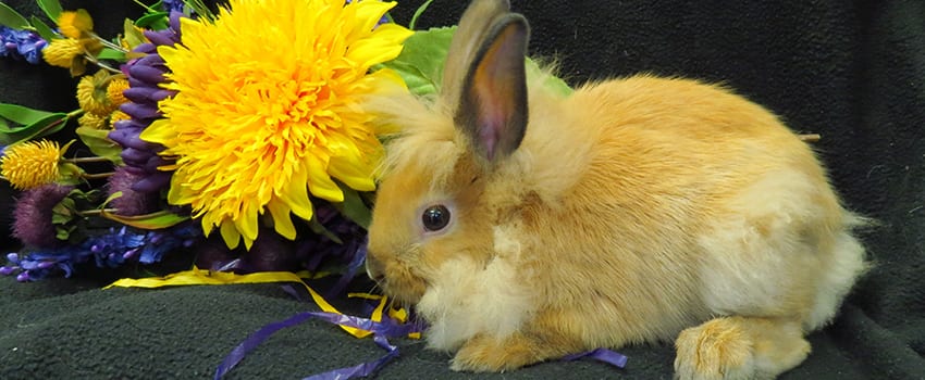 yellow bunny by large dandelion