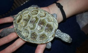 A turtle being held