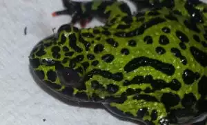 Green toad with black spots