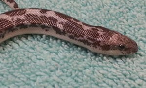 A snake on a carpet