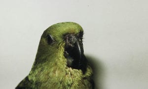 Closeup of green bird with a black beak