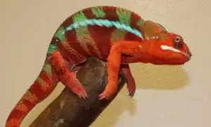 Red and green chameleon