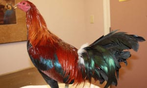Red and green rooster