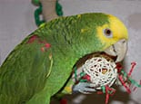 Filé Gumbo the Double Yellow Head Amazon Parrot