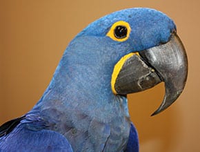Exotic Pet Care: Blue Bird