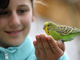 Yellow-green budgie sitting on a girls hand against blurred background. Focus on the bird.