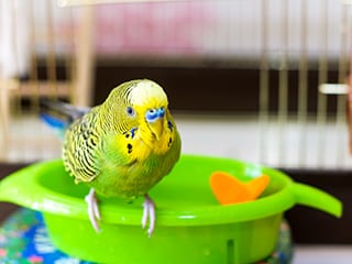 Budgerigar is wet after swimming