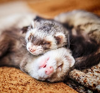 Portrait of two cute sleeping ferrets, close up, selective focus