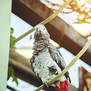 African grey parrot (Psittacus erithacus) standing on the branch.