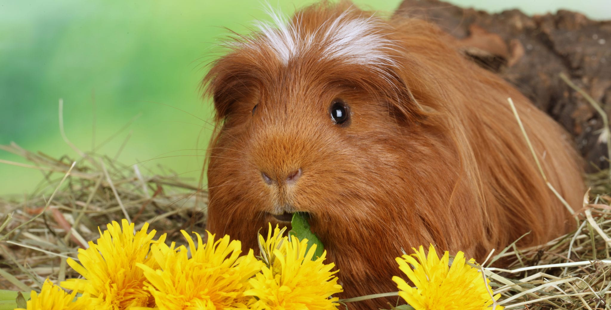 Hamster with yellow flowers