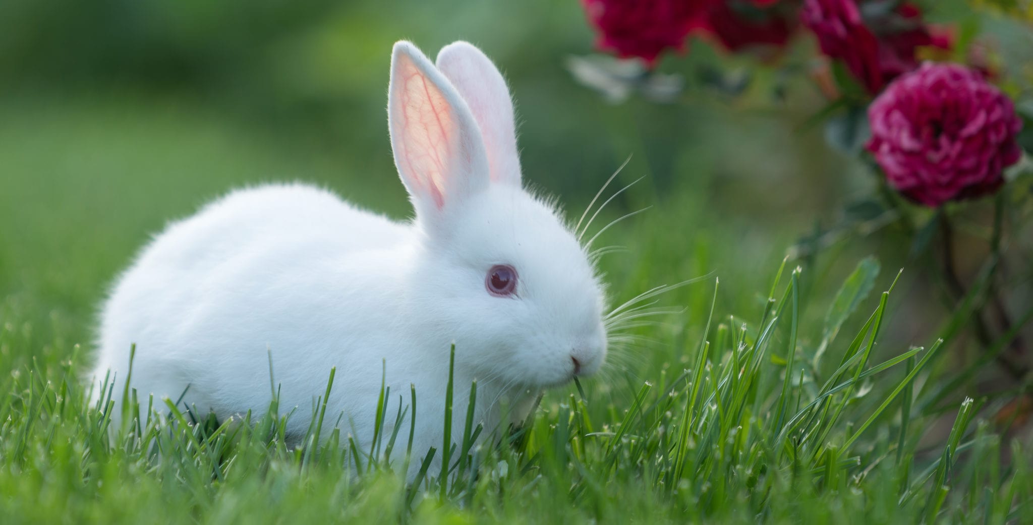 White bunny in grass by pink rose