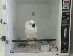 Avian Veterinary Services in Metairie, LA