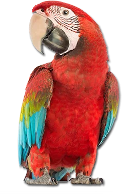 parrot-index