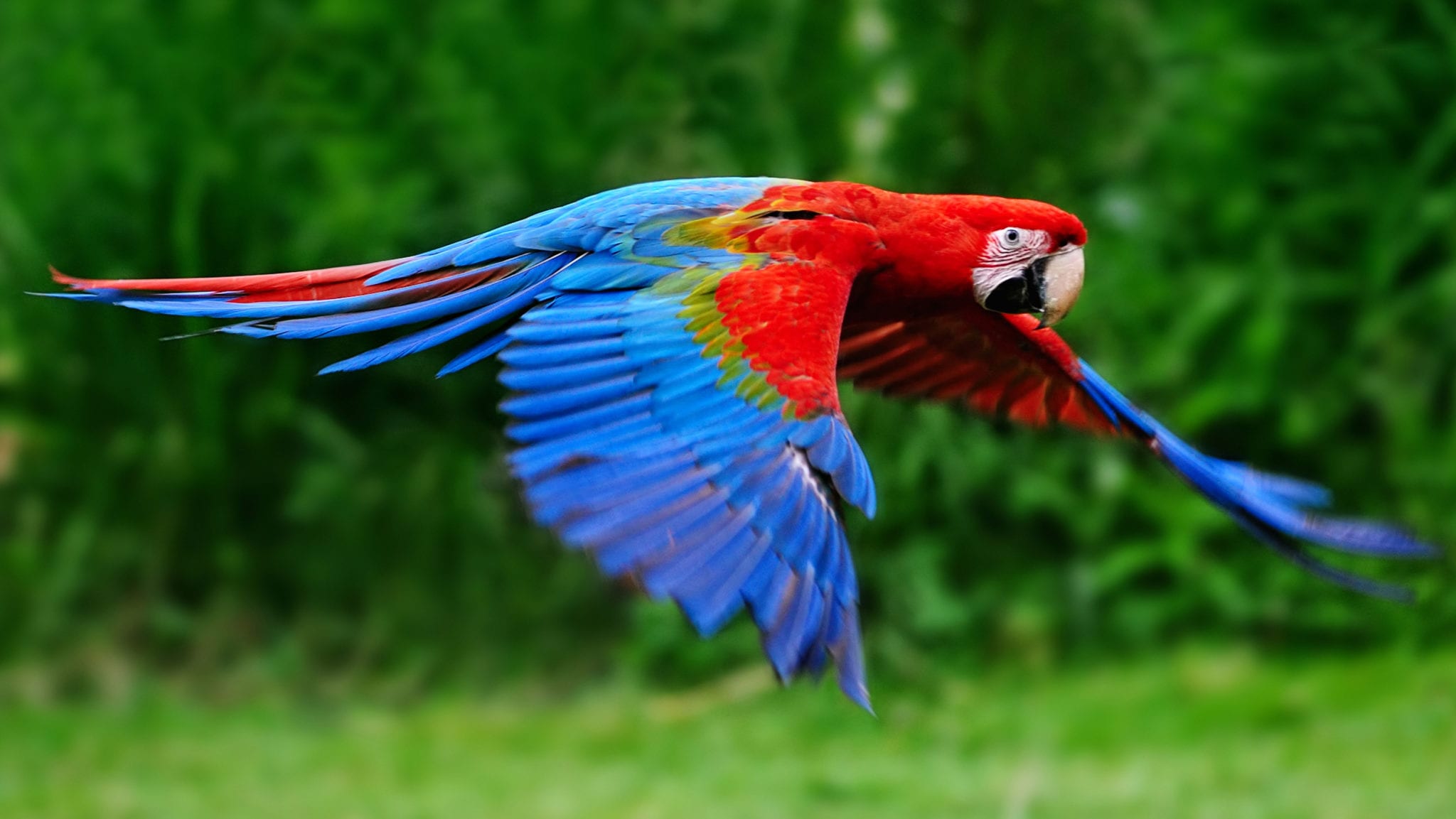 Red and blue parrot in flight