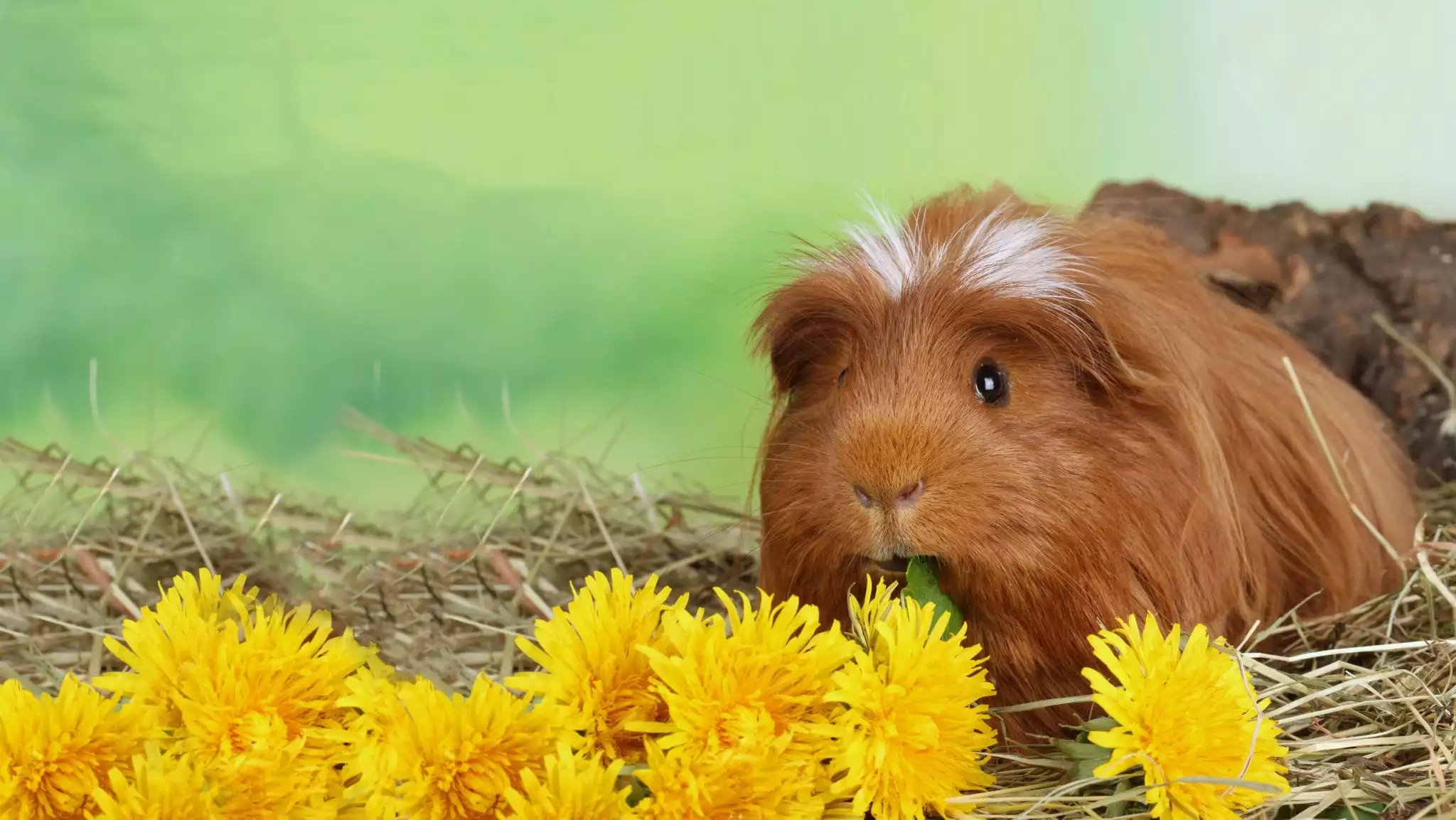 Hamster with yellow flowers