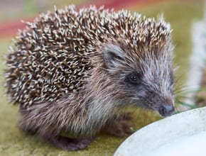 Educational Links: Hedgehog Sniffing Water Bowl