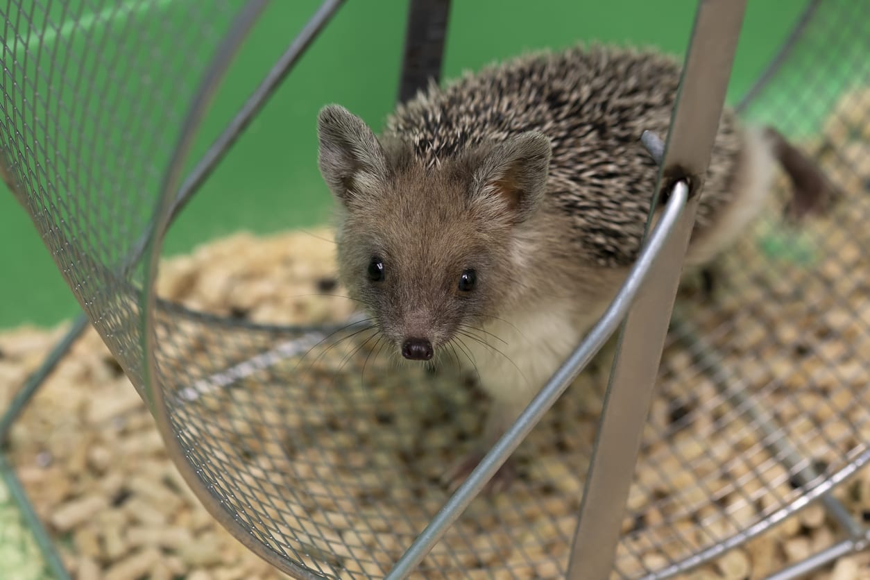 Hedgehog Running in a Wheel
