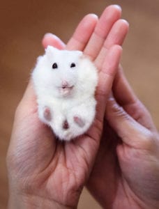 holding hamster in hand