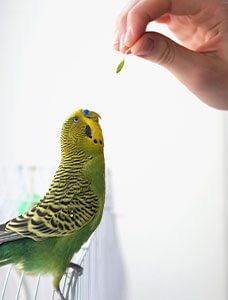 pet bird training in mandeville, la