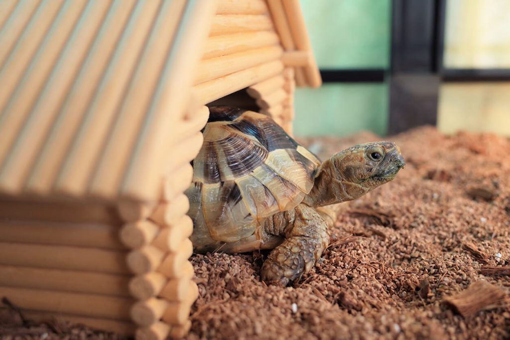 tortoise care
