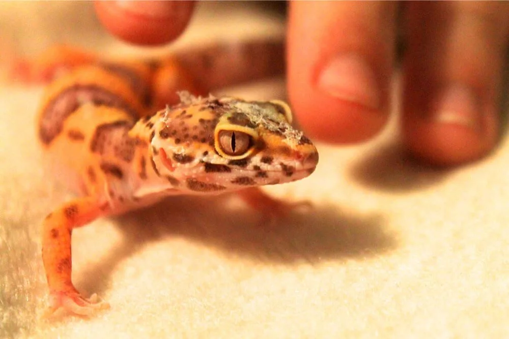 How to Care for a Leopard Gecko | Avian & Exotic Animal Hospital of  Louisiana