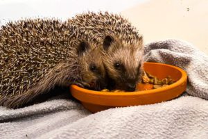 hedgehogs eating