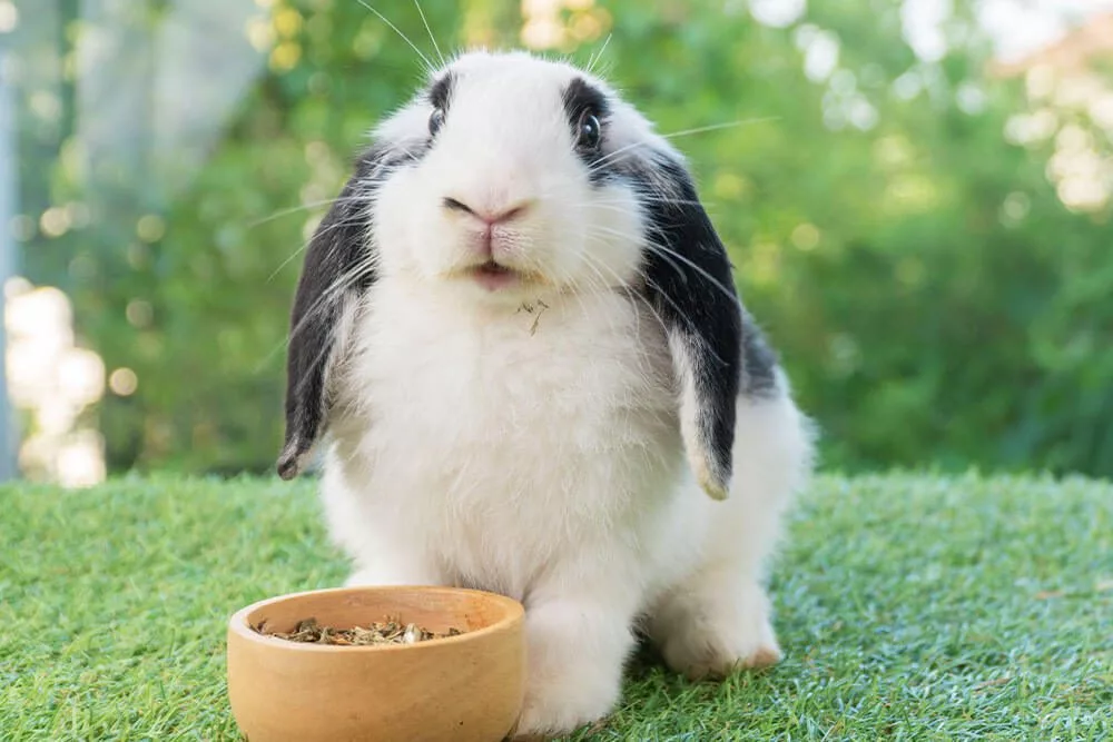 bunny eating