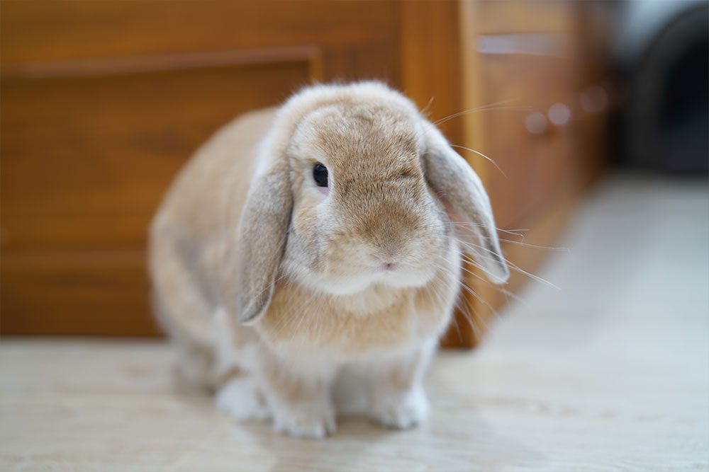 Miniature Lop Bunnies