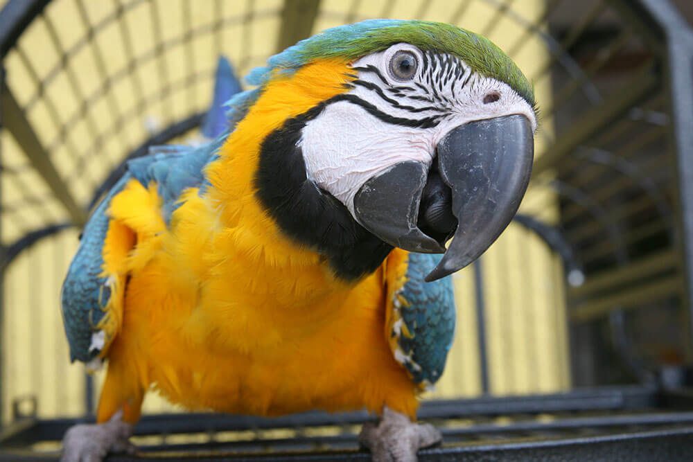 Parrot up close