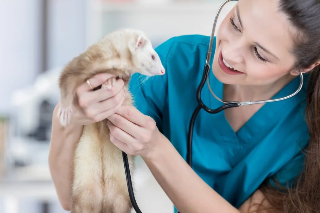ferret rabies vaccine