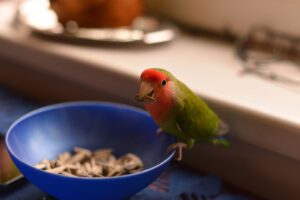 parrots seeds peanuts