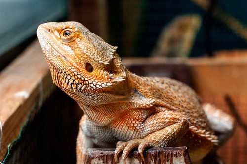 bearded-dragon-sunbathing-in-enclosure