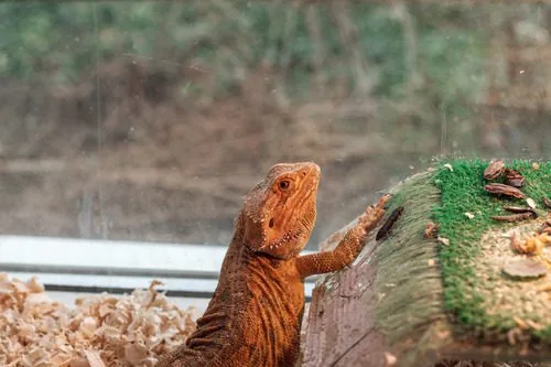 bearded-dragon-in-his-enclosure