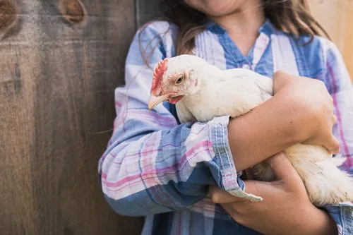 young-girl-holding-chicken