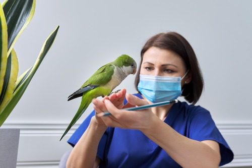 female-vet-examining-green-Quaker-parrot