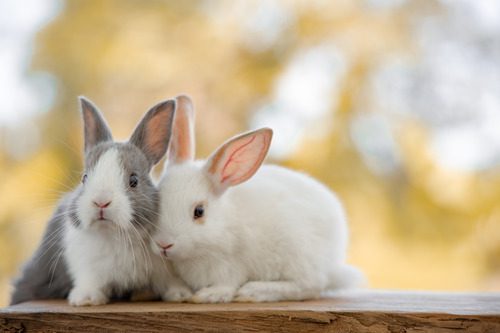 gray-and-white-rabbit-and-all-white-rabbit-sit-side-by-side-on-wood-bench-against-nature-background