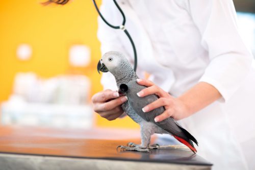 parrot receiving exam with stethoscope at veterinary clinic