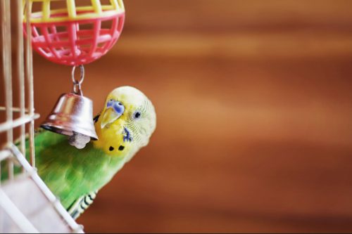 domestic budgie playing with metal bell on cage